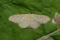 Idaea aversata