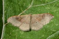 Idaea degeneraria