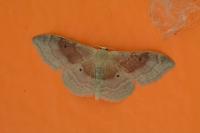 Idaea degeneraria