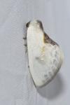 Cilix glaucata