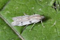 Phycitodes binaevella