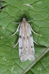 Phycitodes binaevella