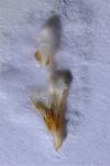 Phycitodes binaevella