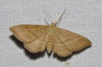 Idaea ochrata