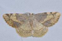 Stegania trimaculata