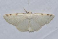 Stegania trimaculata