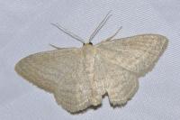 Scopula virgulata