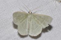 Phaiogramma etruscaria