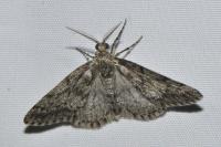 Tephronia sepiaria