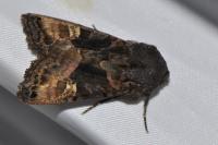 Euplexia lucipara