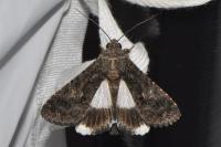 Aedia leucomelas