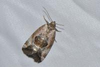 Elaphria venustula
