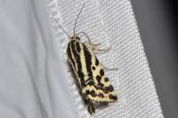 Emmelia trabealis