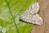 Elophila nymphaeata