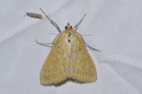 Sitochroa verticalis