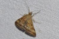 Pyrausta despicata