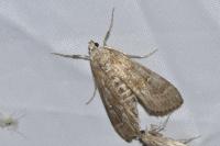 Parapoynx stratiotata