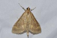 Ostrinia nubilalis