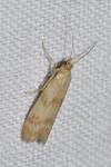 Homoeosoma sinuella