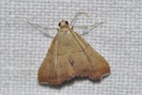 Endotricha flammealis