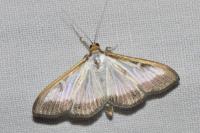 Cydalima perspectalis