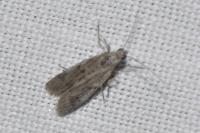 Phycitodes