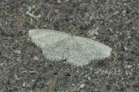 Scopula marginepunctata