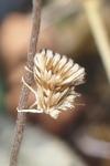 Cynaeda dentalis