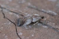 Acrobasis glaucella/fallouella
