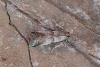Acrobasis glaucella/fallouella