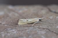 Agriphila inquinatella