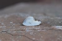 Cilix glaucata