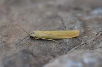 Indalia lutarella
