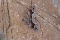 Scotopteryx moeniata