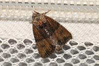 Mesoligia furuncula