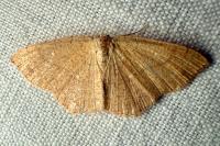 Cyclophora ruficiliaria