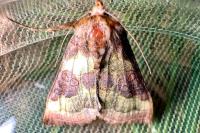 Diachrysia chrysitis