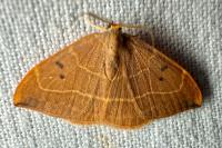 Watsonalla binaria