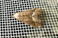 Schrankia costaestrigalis