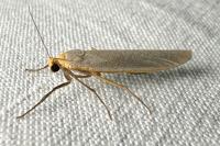 Eilema caniola