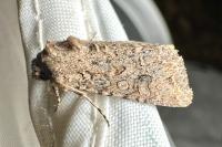 Anarta trifolii
