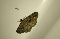 Peribatodes ilicaria