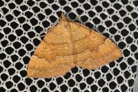 Camptogramma bilineata