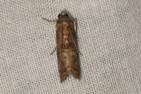 Phycita roborella