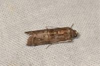 Phycita roborella