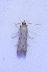Phycitodes binaevella