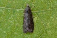 Lamoria anella
