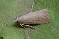 Calamotropha paludella