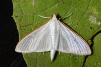 Palpita vitrealis