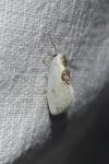 Cilix glaucata/hispanica